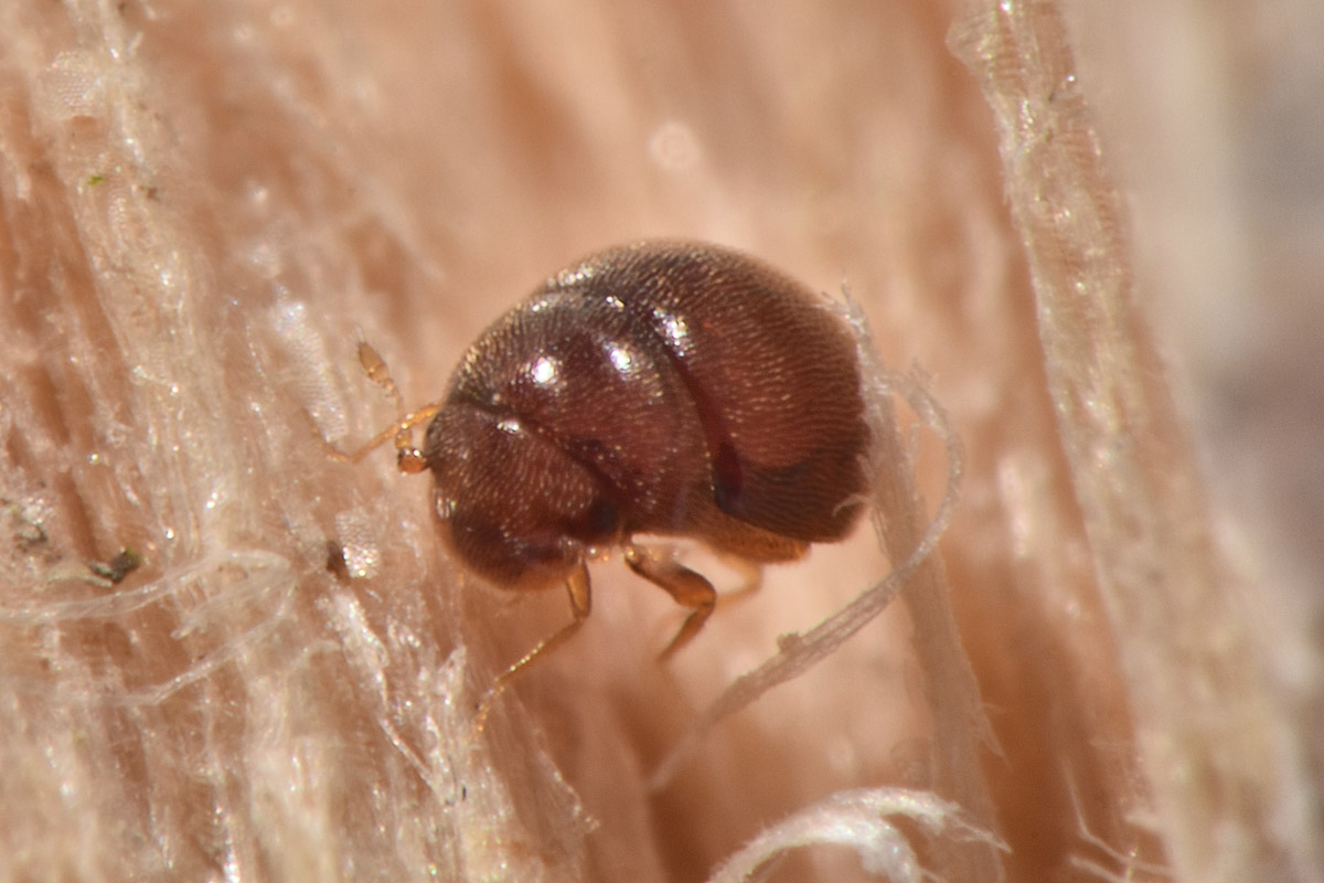 Clambidae: Loricaster sp?